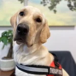 Finnegan P. Steele, CGC Certified Therapy Dog